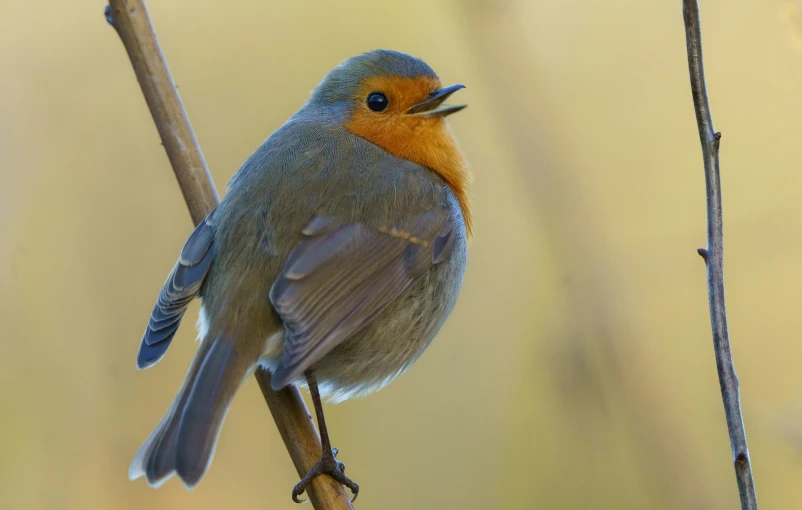 a small blue bird is sitting on a nch