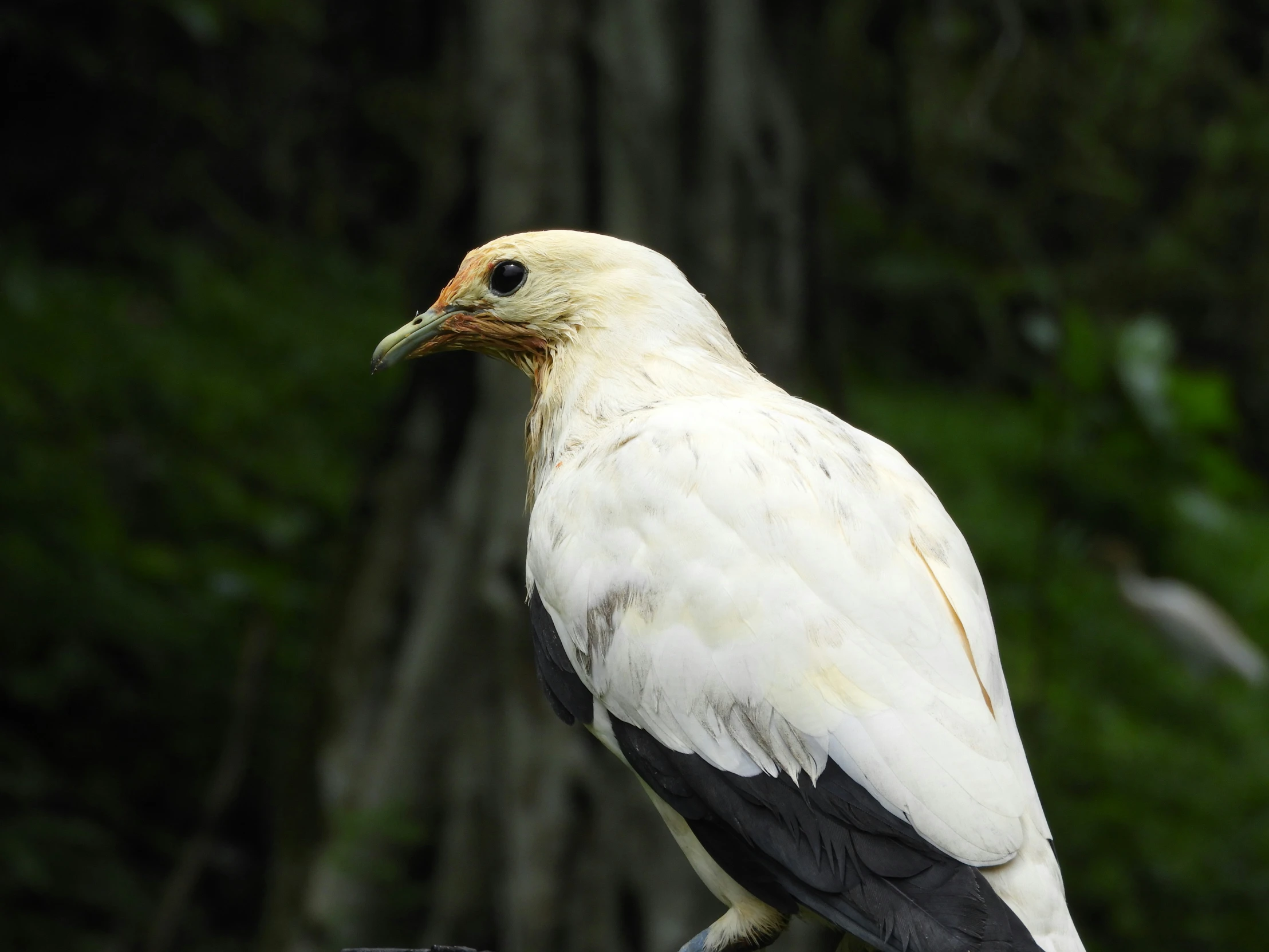 the bird is perched up on top of the object