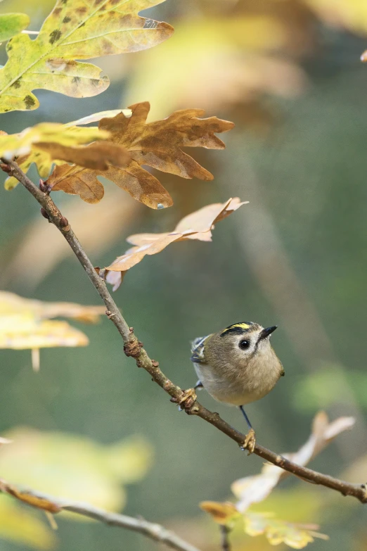 a bird perched on a nch surrounded by leaves