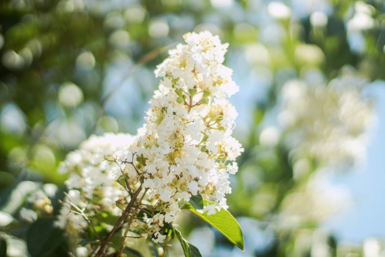 small white flowers are growing on a tree nch