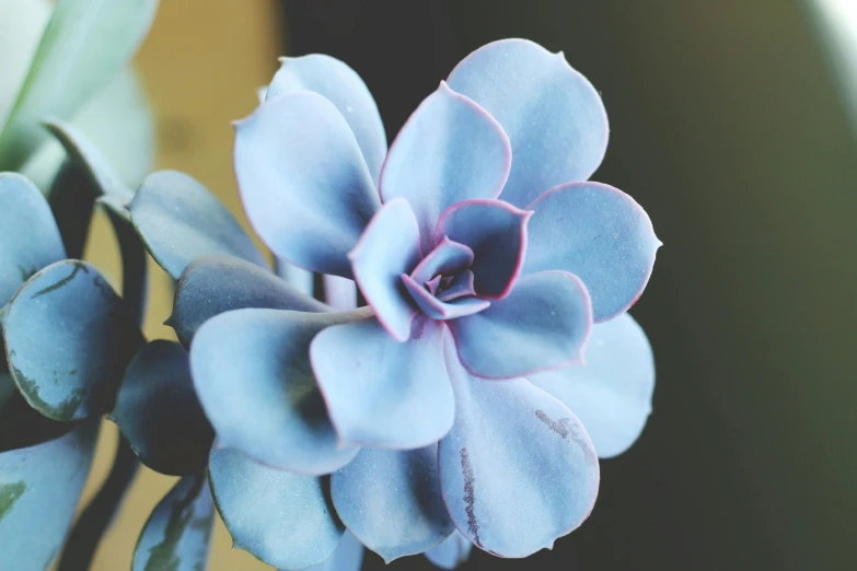 an image of a blue succulent plant in full bloom