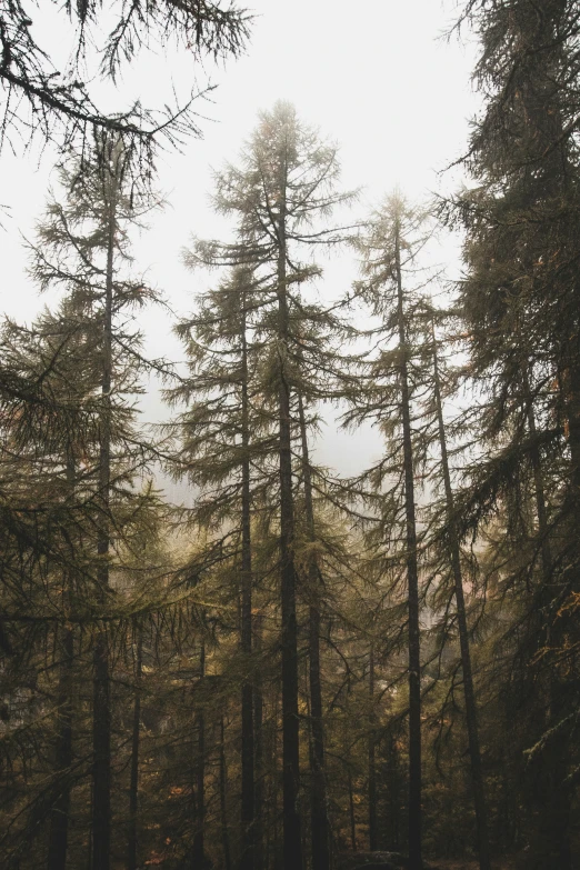 trees on the side of the road in the foggy weather