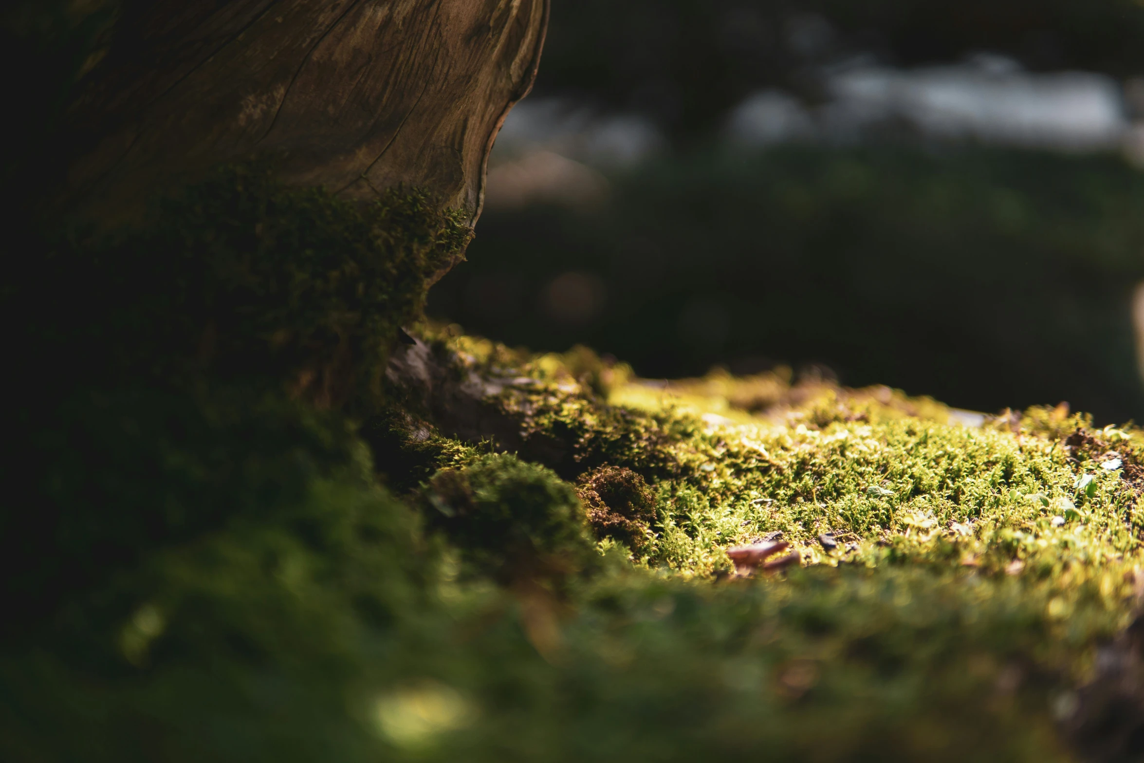 close up of a mossy ground with trees in the background