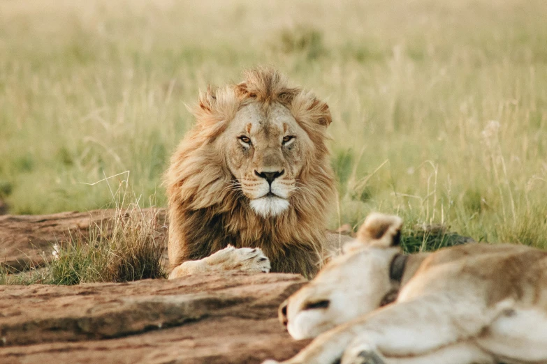 two lions are laying on the ground in the wilderness