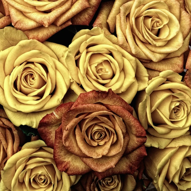 yellow and orange roses with leaves in the background