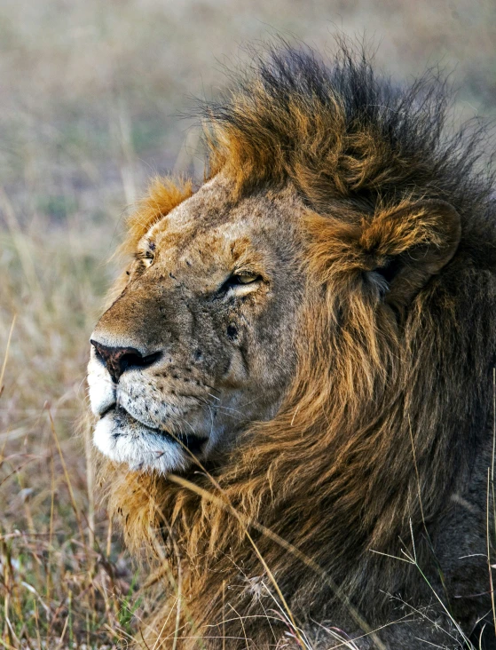 the large lion is standing by himself in the tall grass