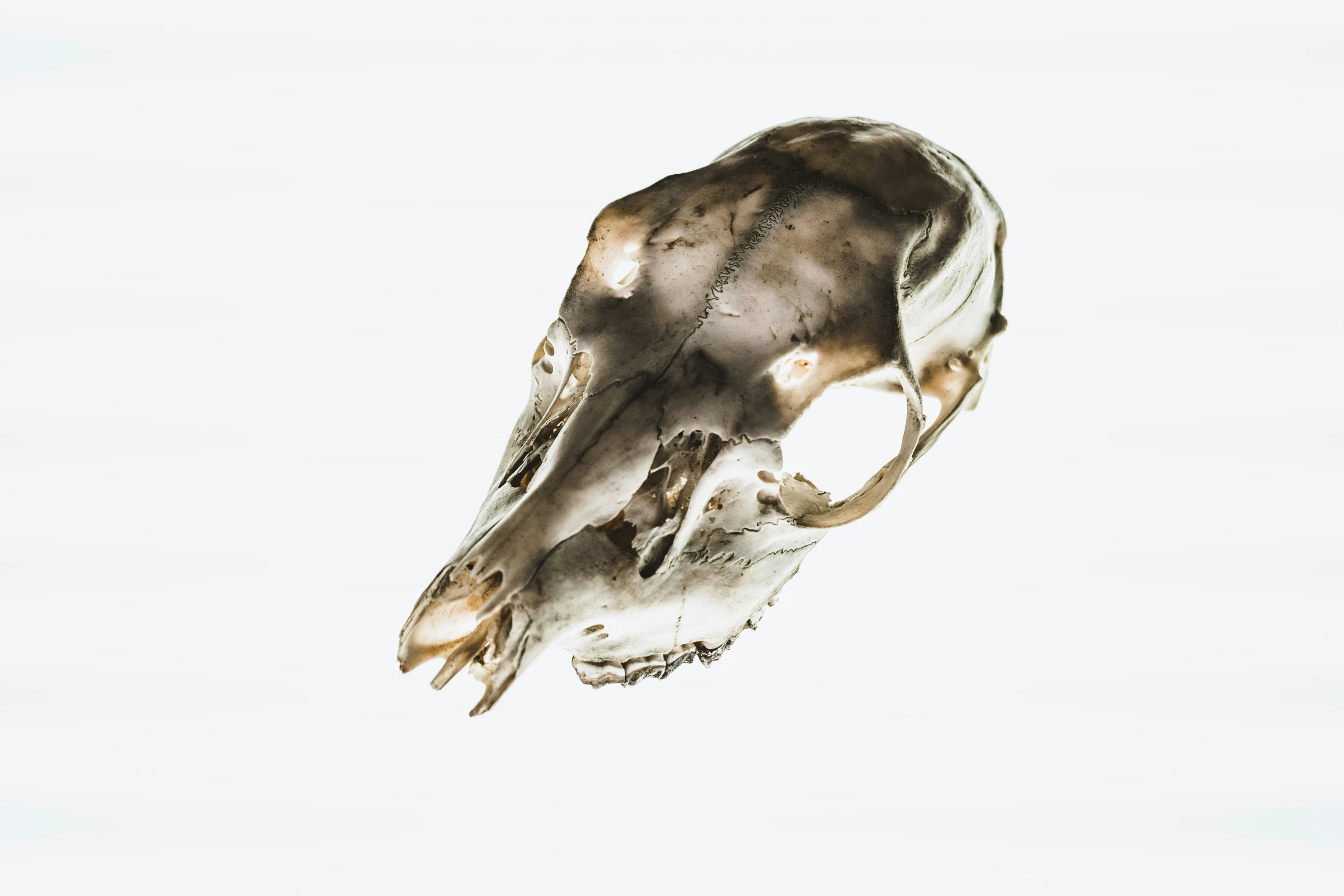 a close up of a bird's face against a white background