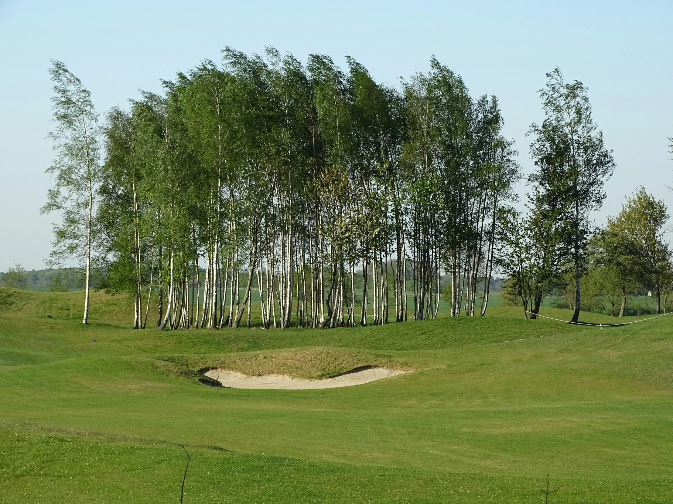 trees in the background of a green golf course