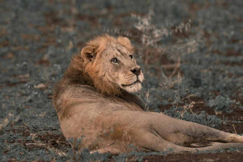 a lion laying in a field on the grass