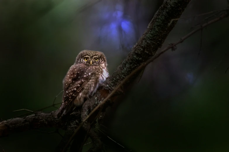 a small owl sitting on a tree nch