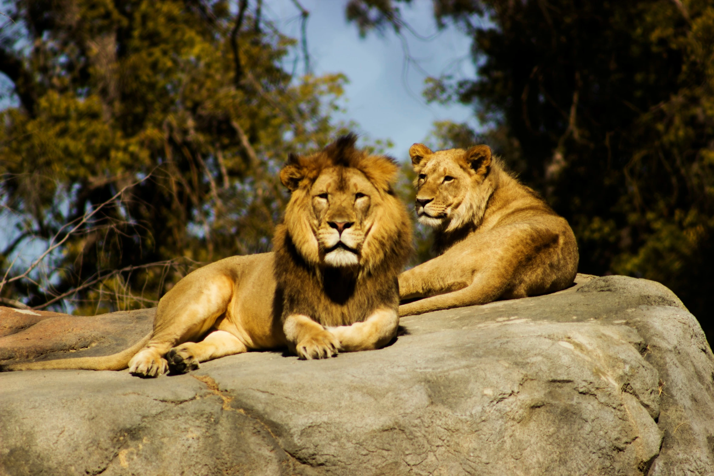 two lions sitting on the edge of a cliff