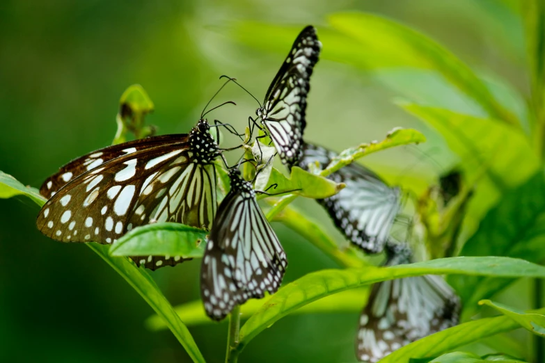 some erflies are sitting on some green leaves