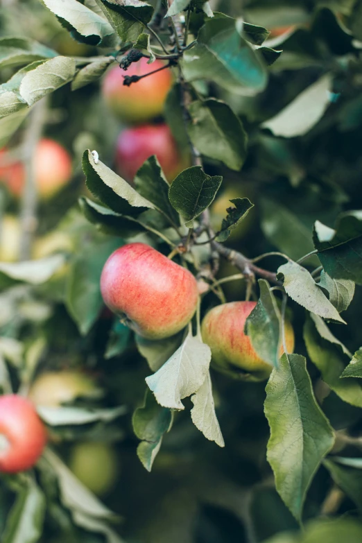 some apples are hanging from a tree in the afternoon