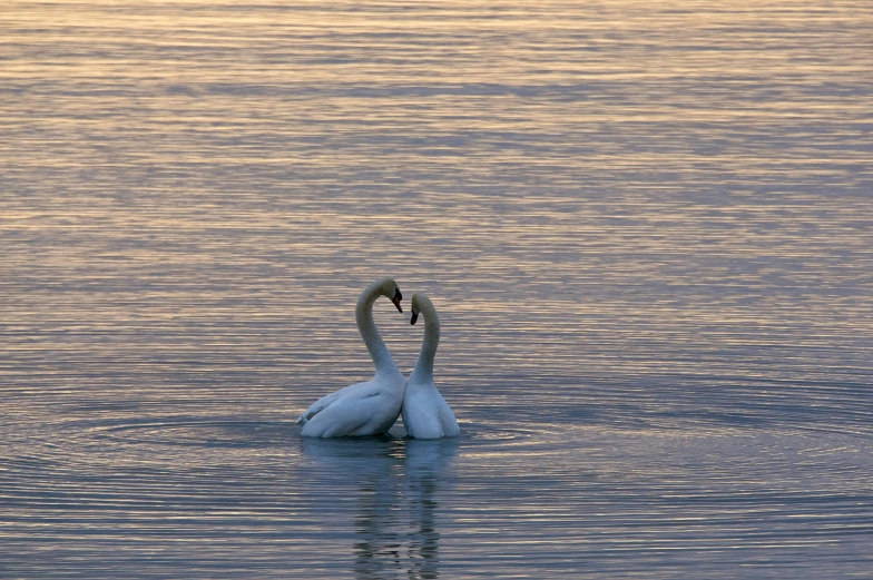 two swans are seen swimming in the water