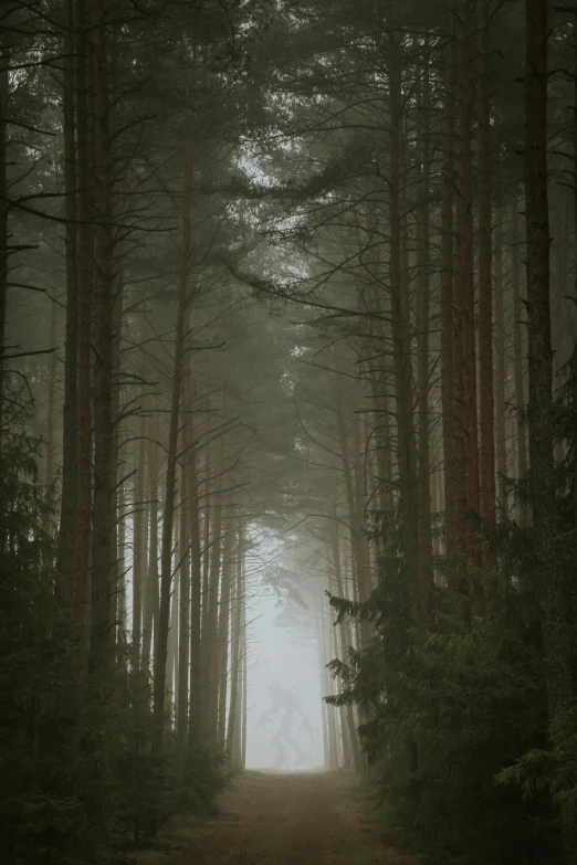 a trail winds through the woods to the right, in a foggy, foggy day