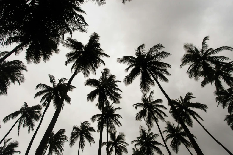 several tall trees stand on a cloudy day