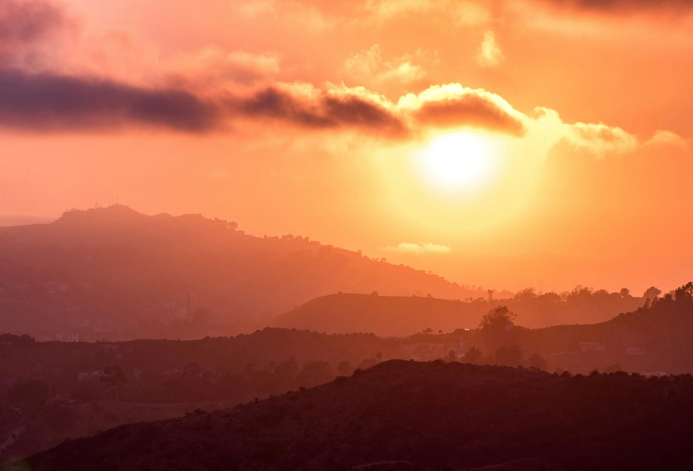 a bird standing on a hill with the sun shining