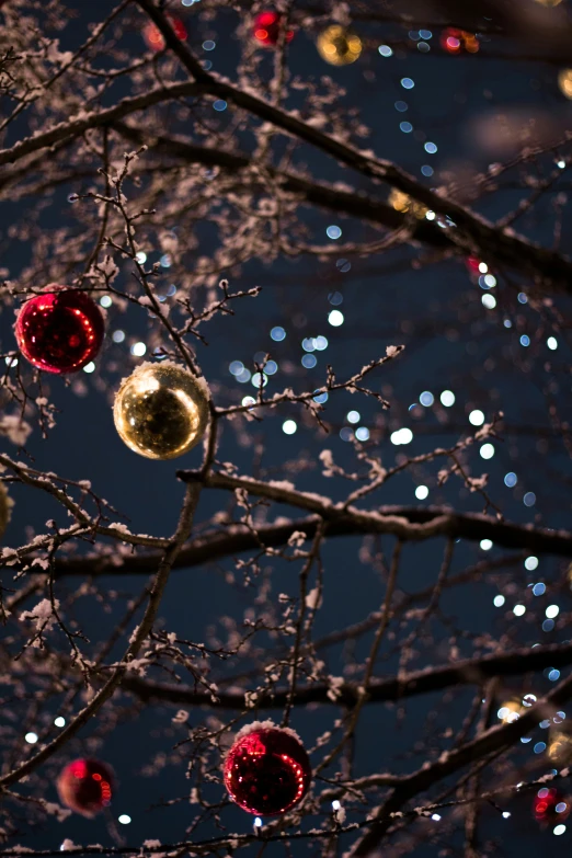 there are lights hanging in a tree on a festive night