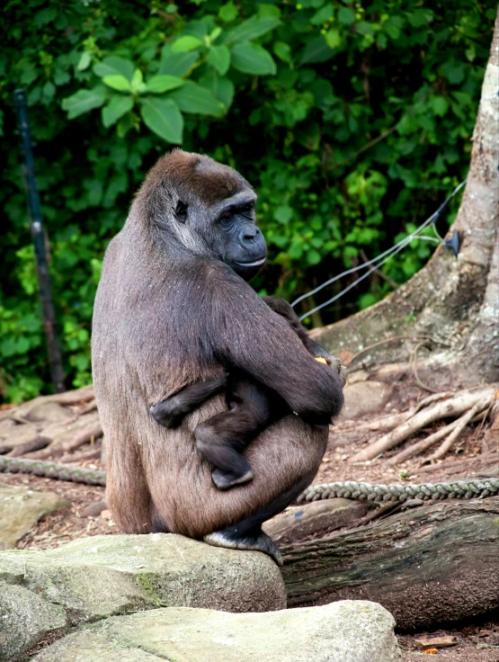 a monkey that is sitting on some rocks