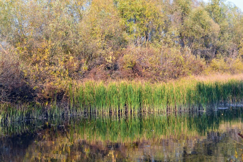 a water body surrounded by tall, thin grass and trees