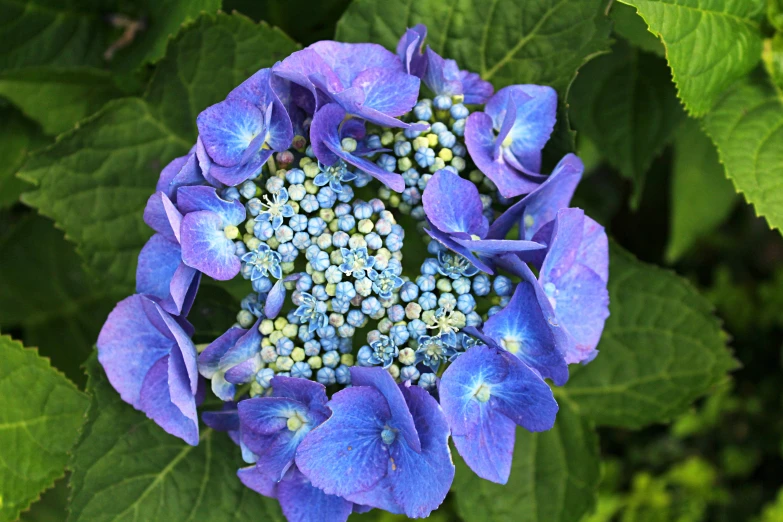 blue flowers and green leaves have small sprouts in the center