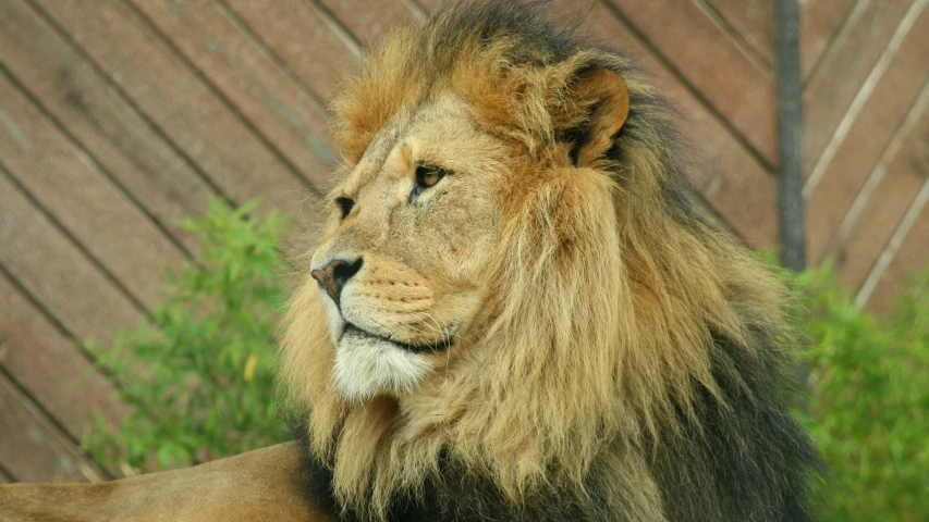 a lion laying down in the grass with a wooden fence behind it