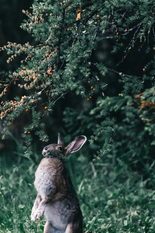 a rabbit standing up looking up while its rear legs are extended