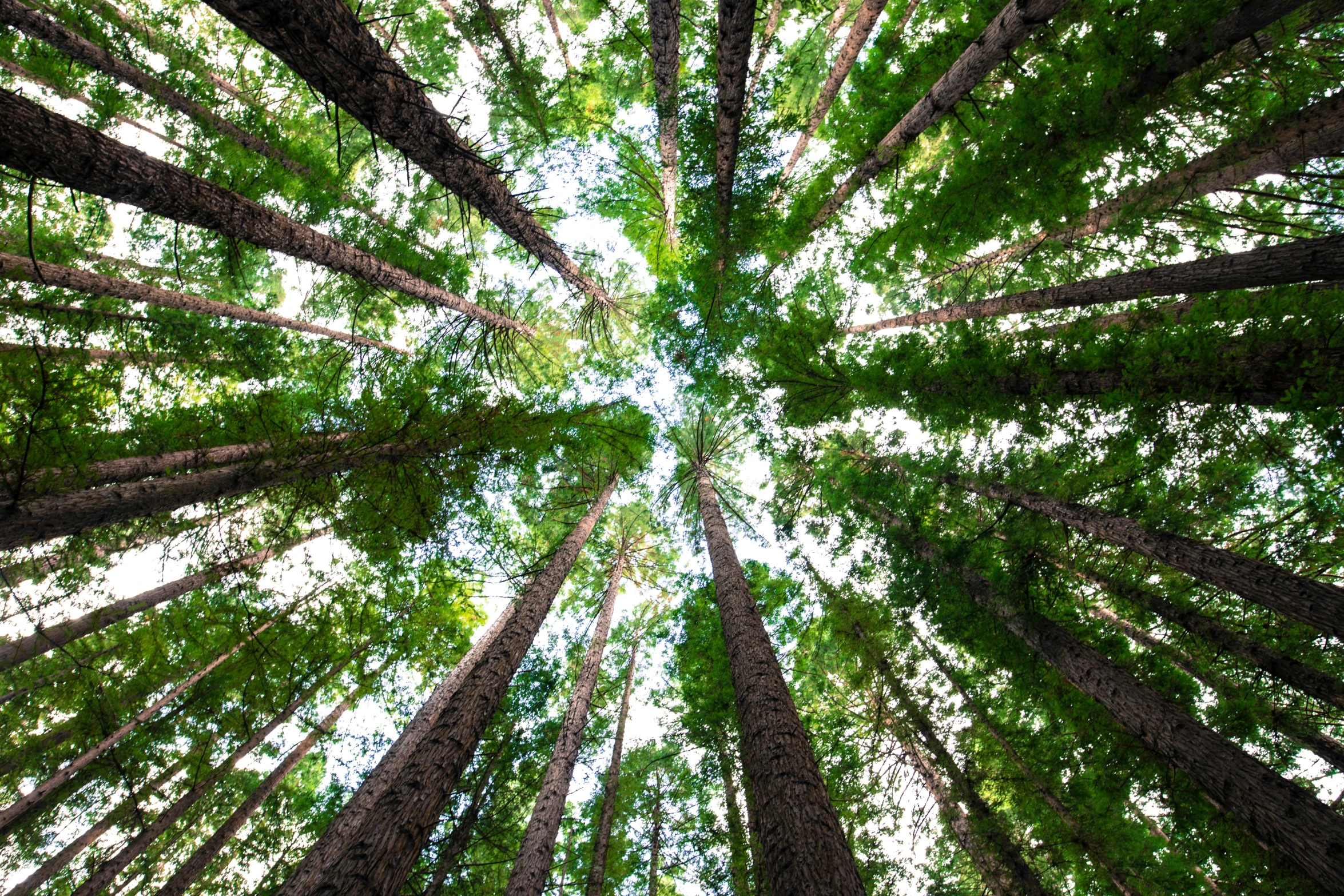 a view up into the canopy of tall, green trees