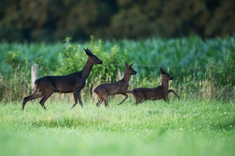 three deer stand in an open grassy field