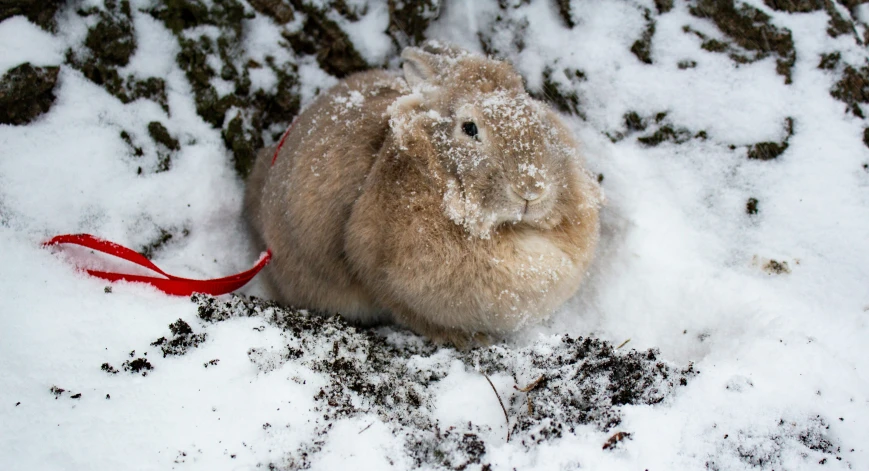 a snow covered bunny sitting next to a red leash