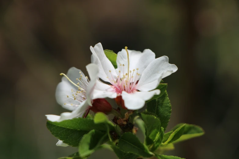 the beautiful white flowers are blooming for the upcoming season