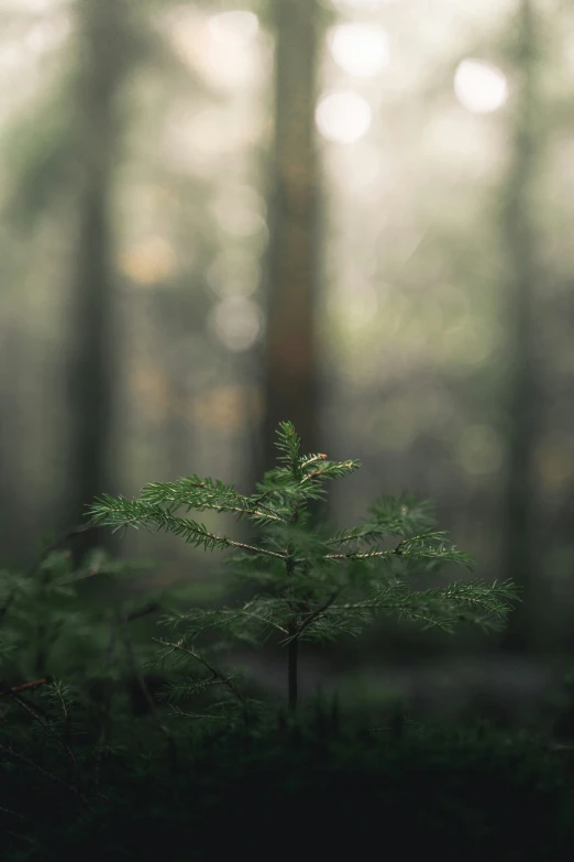 blurry pograph of forest with trees and ground level image