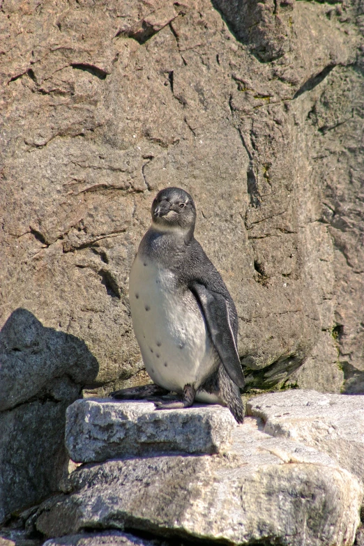 a small penguin standing on top of rock formations