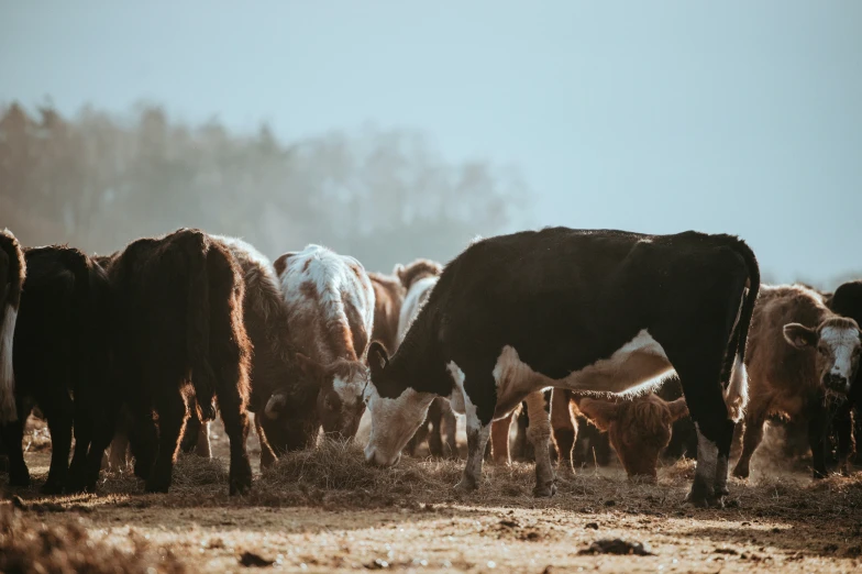 herd of cows grazes on the ground of a field