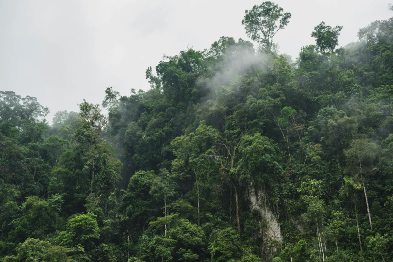 mist rises on a tall tree in a dense forest