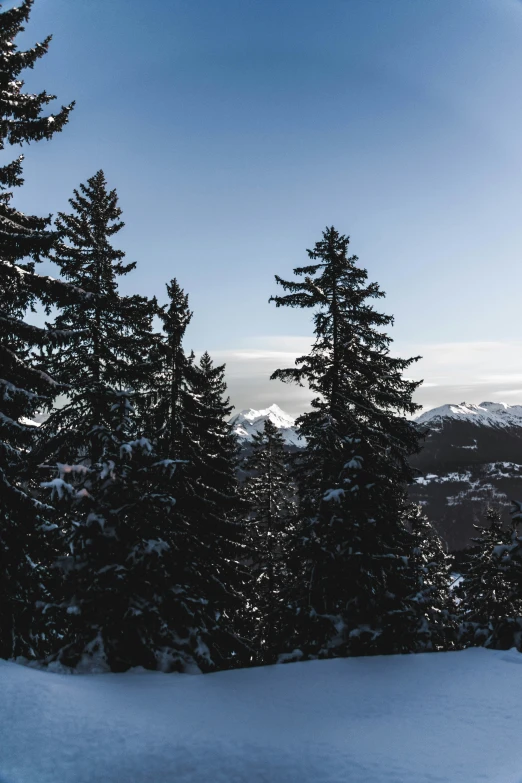 trees on the side of a mountain covered in snow