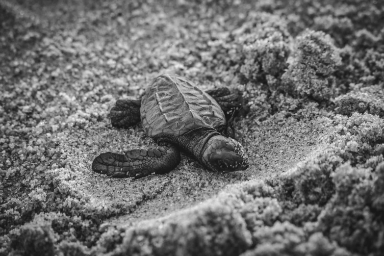 a turtle crawling in the sand near the ocean