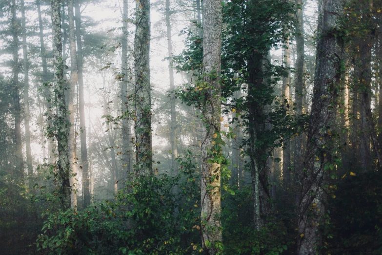 forest area with many trees and grass during the day