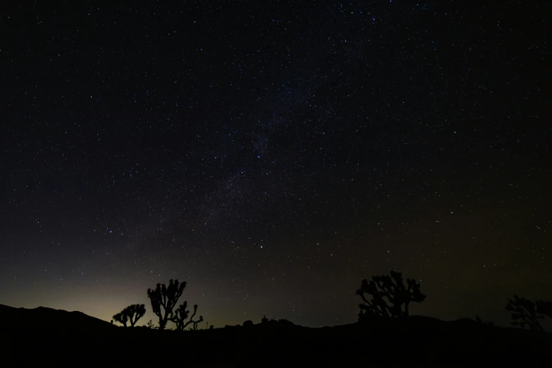 silhouettes of trees against a night sky with stars