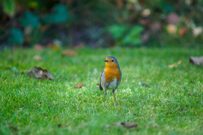 a small bird standing in some grass in the sun