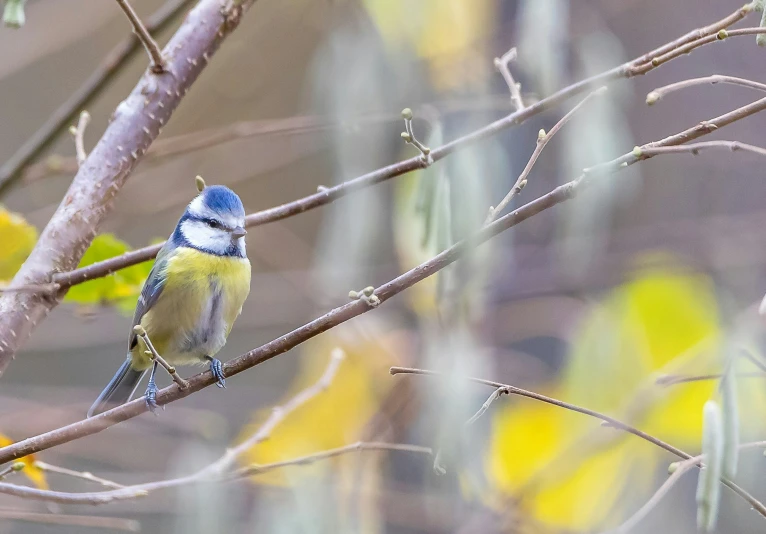 a small bird perched on top of a tree nch