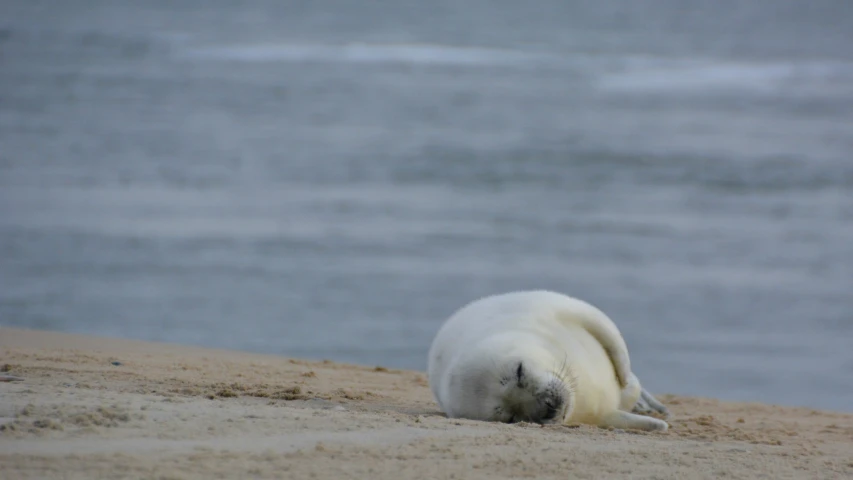 a white polar bear laying on top of a beach