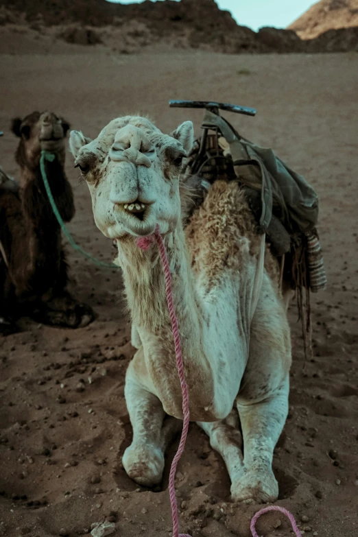 the camels with their heads turned are tied up and resting