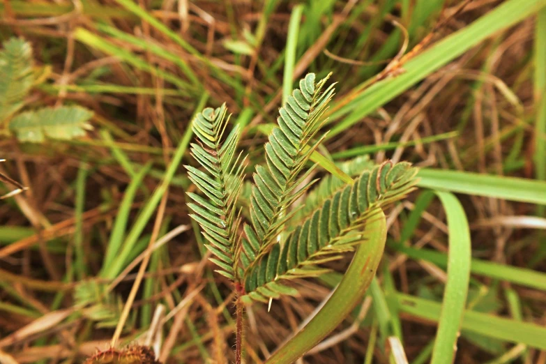 green plants that are growing out of the ground