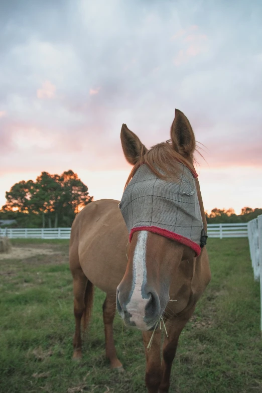 a horse in a field is wearing a cover