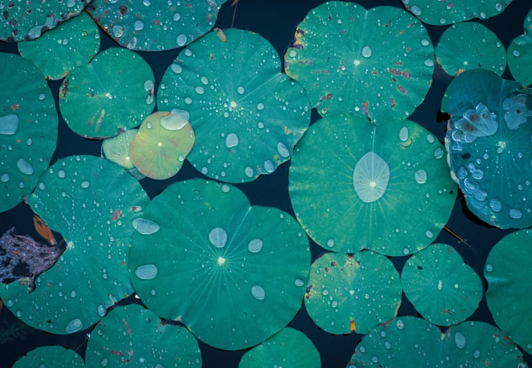 a group of green water lilies floating on a pond