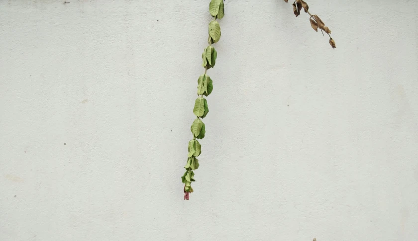 a sprout of green flowers sitting next to a wall