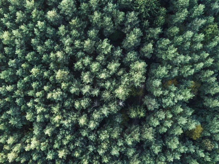 aerial view of trees in the woods in autumn