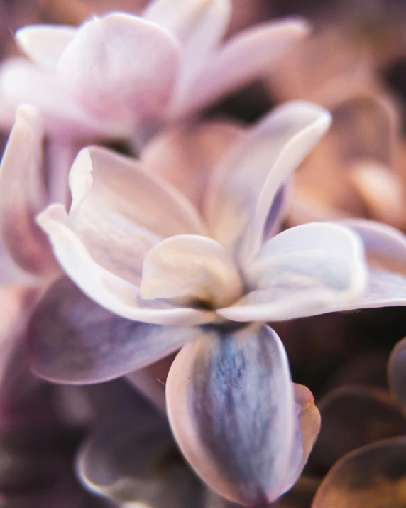 a closeup s of a flower with its petals looking