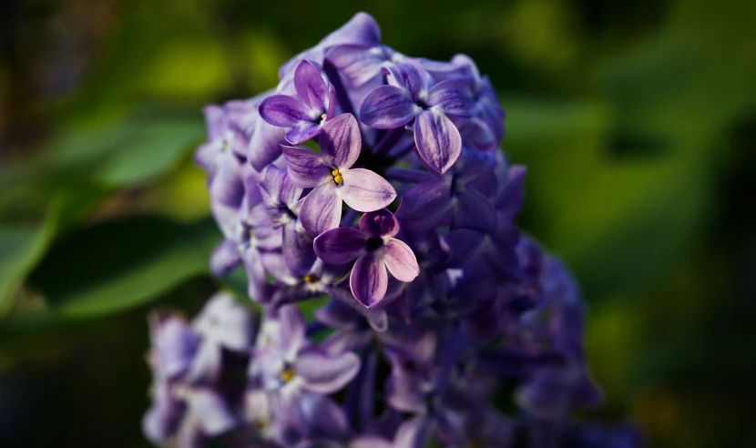 close up of purple flowers on the stem and leaves